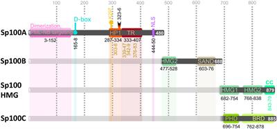 The Fate of Speckled Protein 100 (Sp100) During Herpesviruses Infection